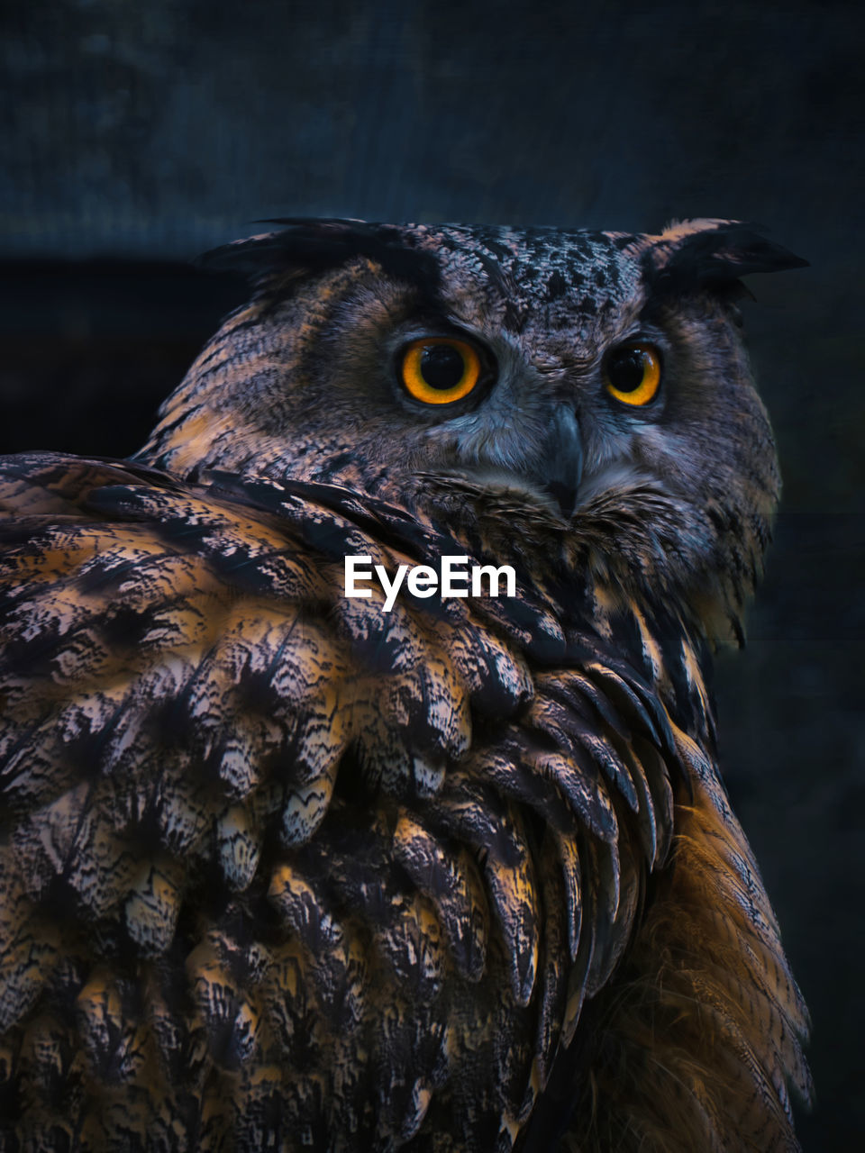 CLOSE-UP OF OWL