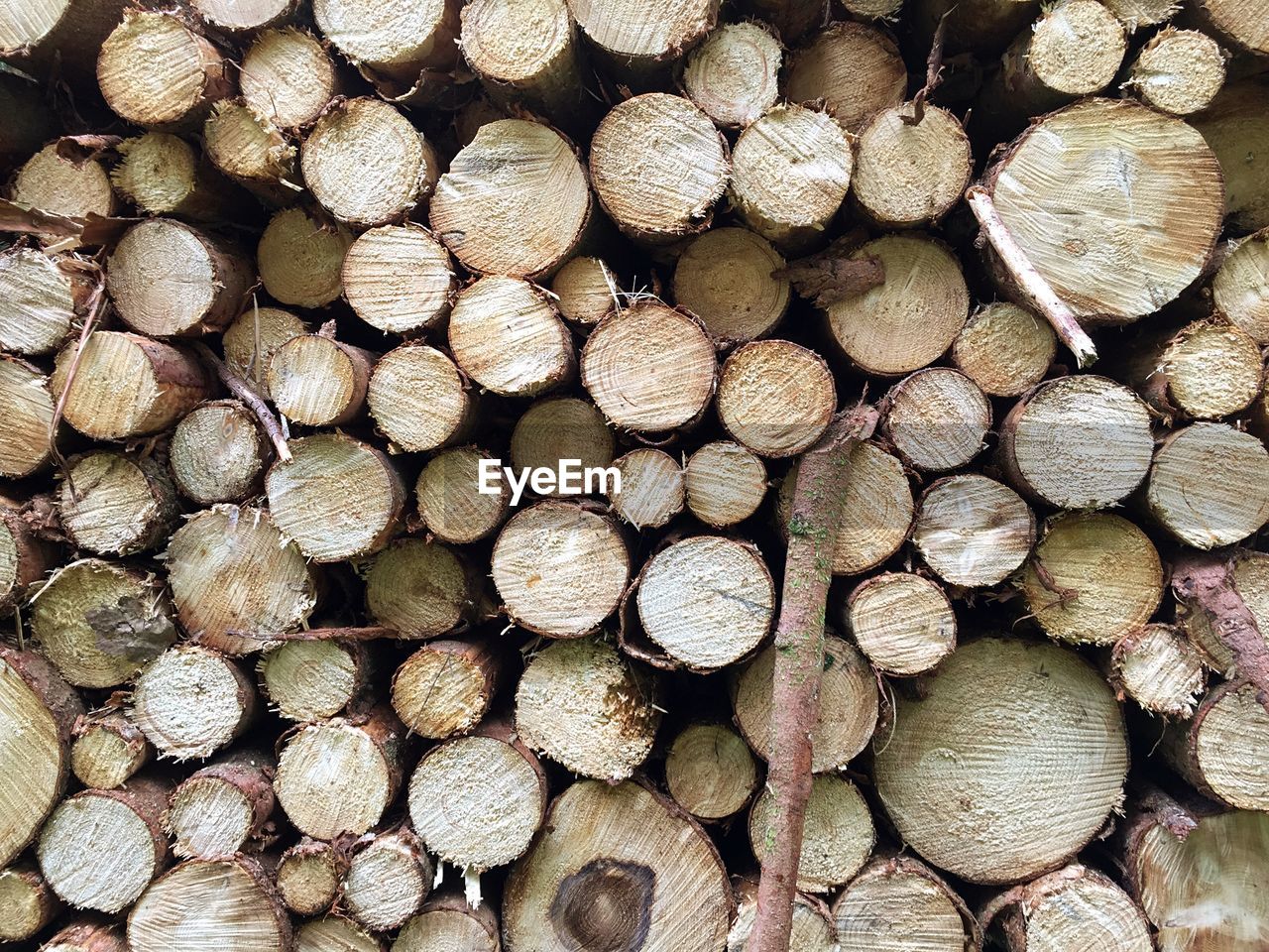 Full frame shot of logs stacked in forest