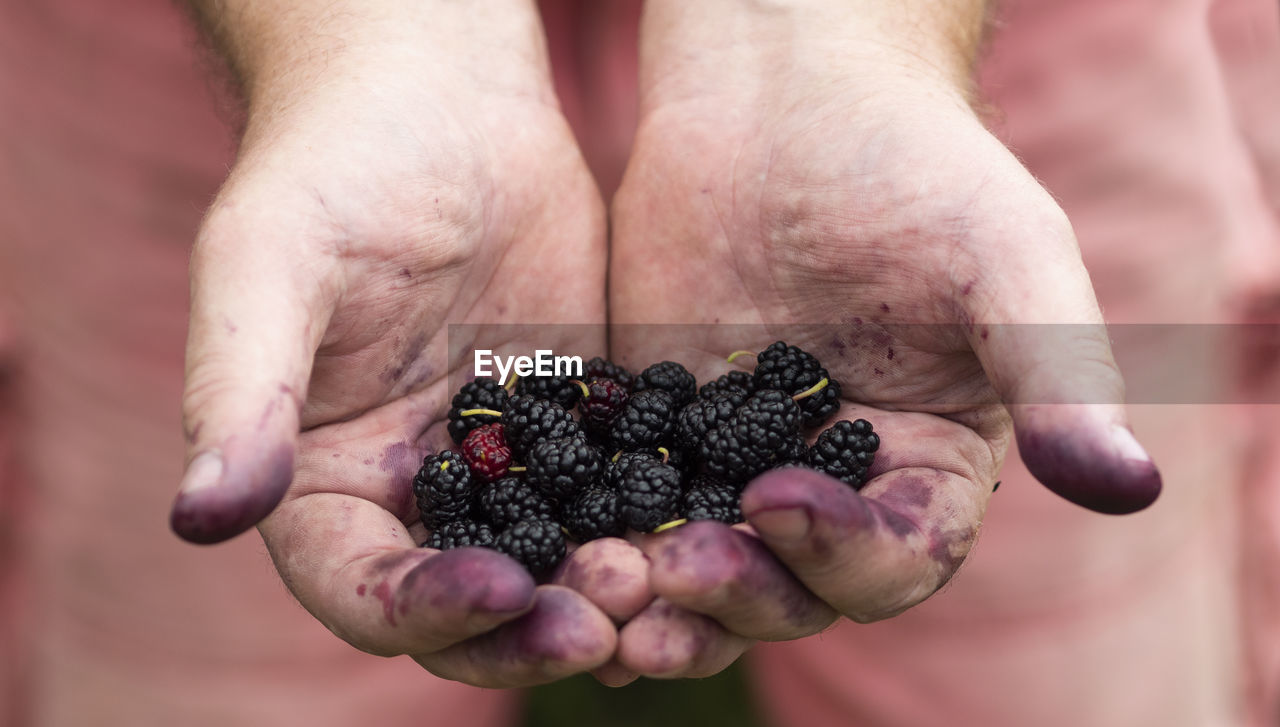 Male hands, smeared with blue juice, keep the mulberry berries