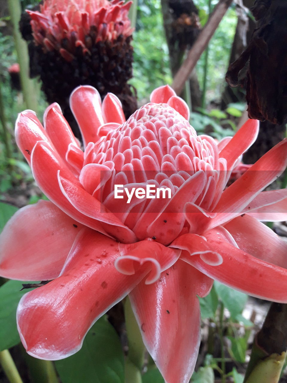 CLOSE-UP OF RED FLOWER BLOOMING