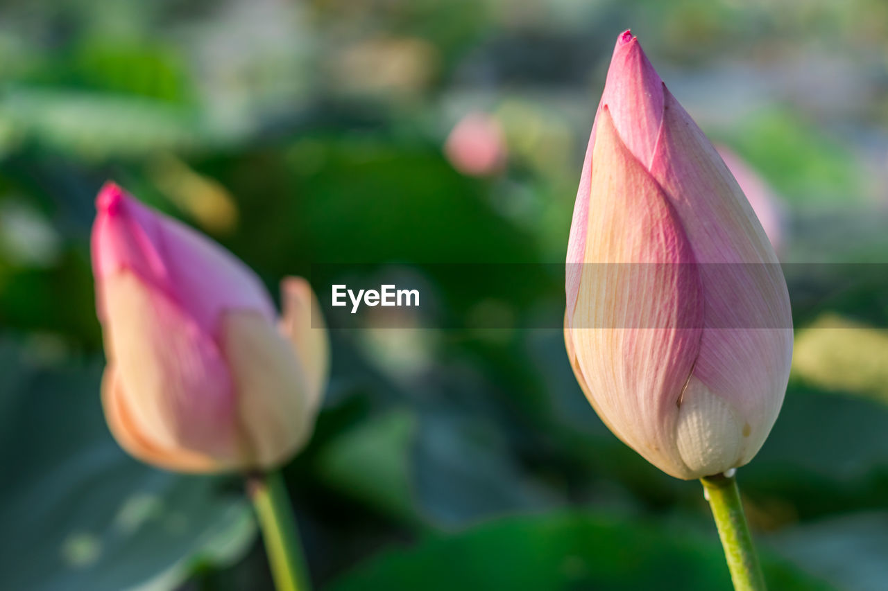 CLOSE-UP OF PINK LOTUS
