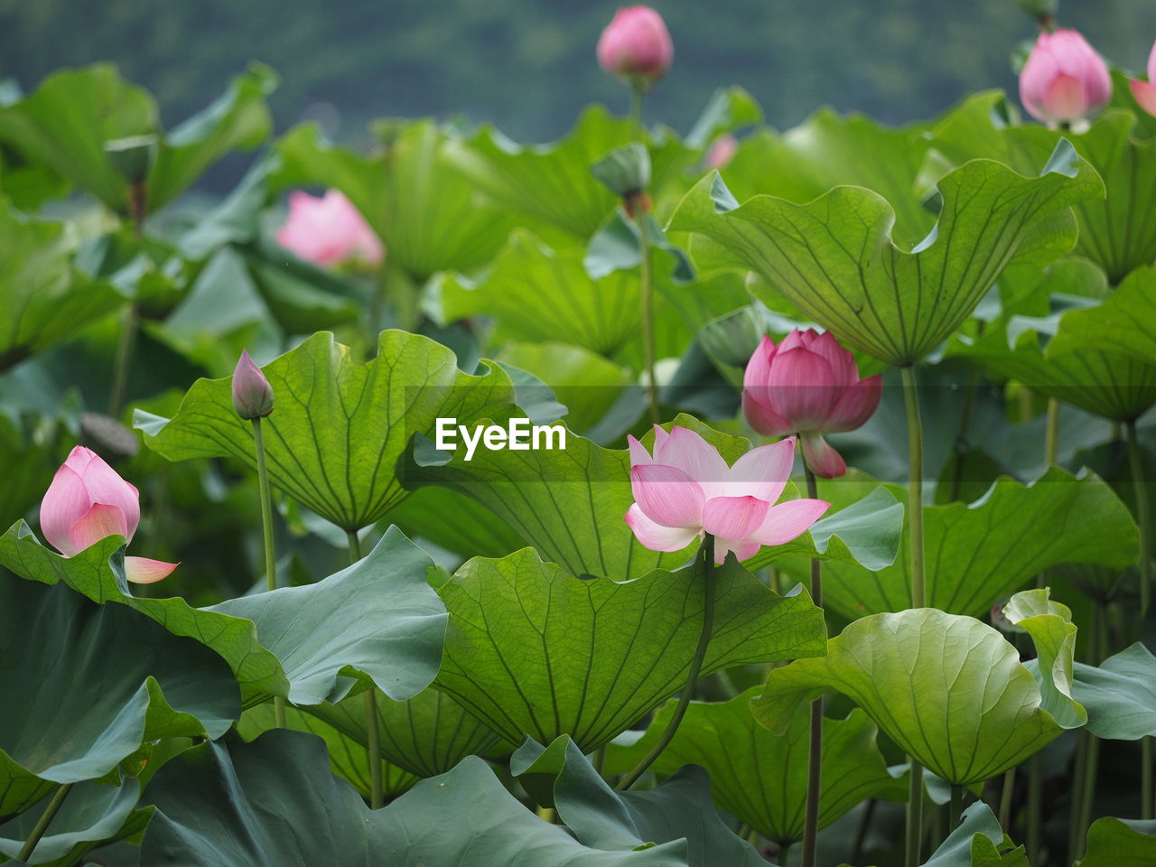 Close-up of pink lotus blooming outdoors