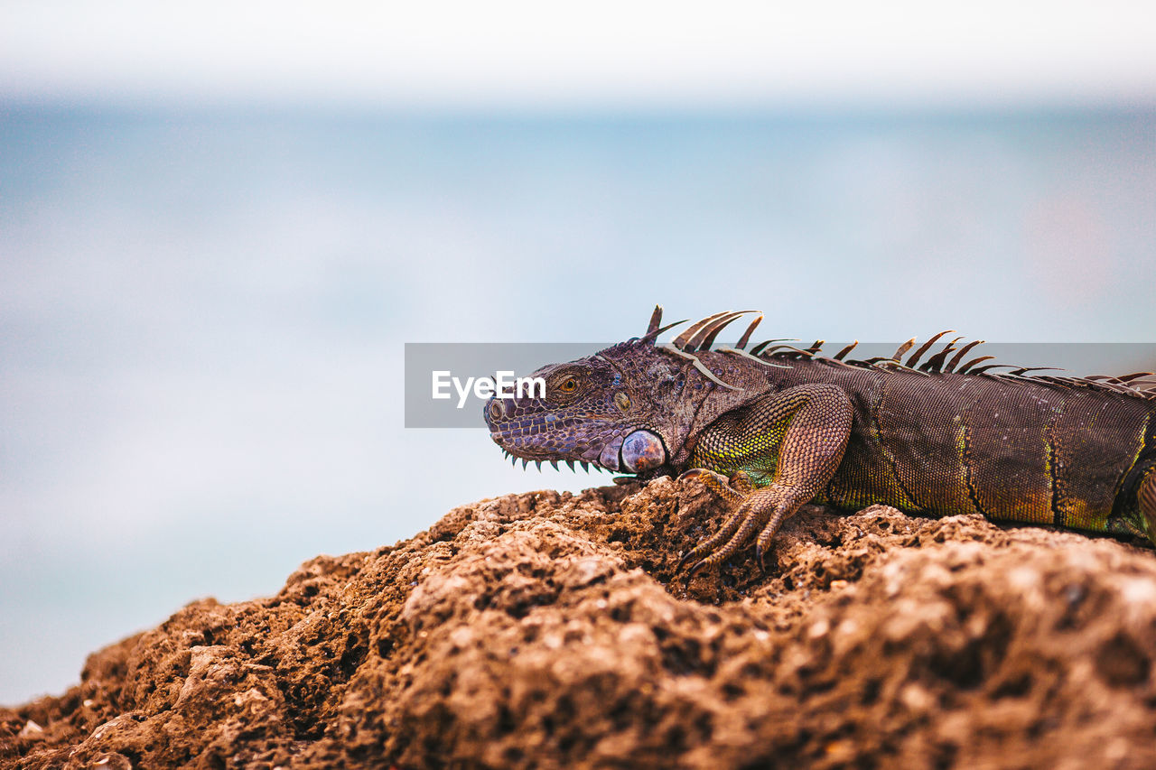 iguana on rock