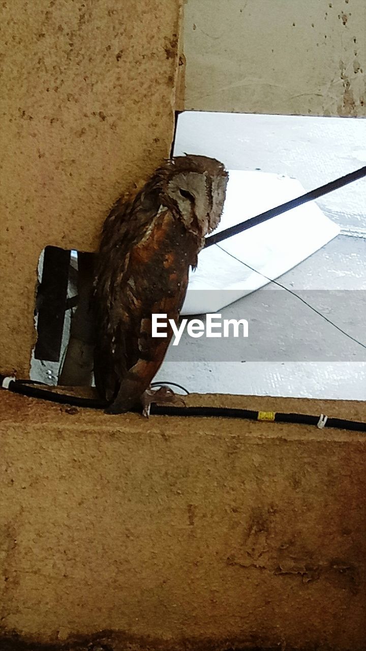 BIRD ON WALL