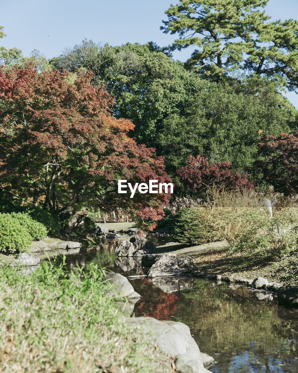 Scenic view of lake in forest