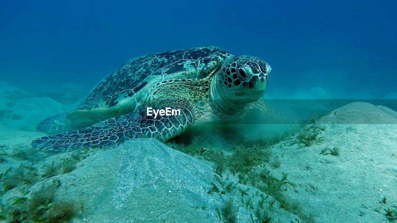 Big green turtle on the reefs of the red sea. green turtles are the largest of all sea turtles. 