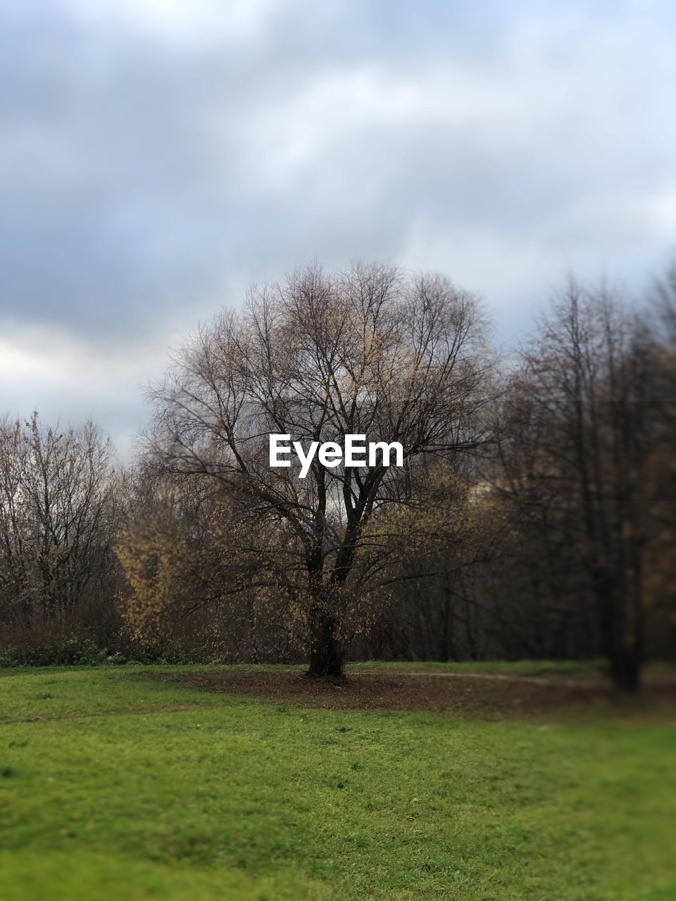 BARE TREES ON FIELD