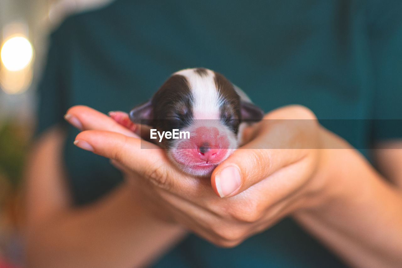 Midsection of woman holding puppy