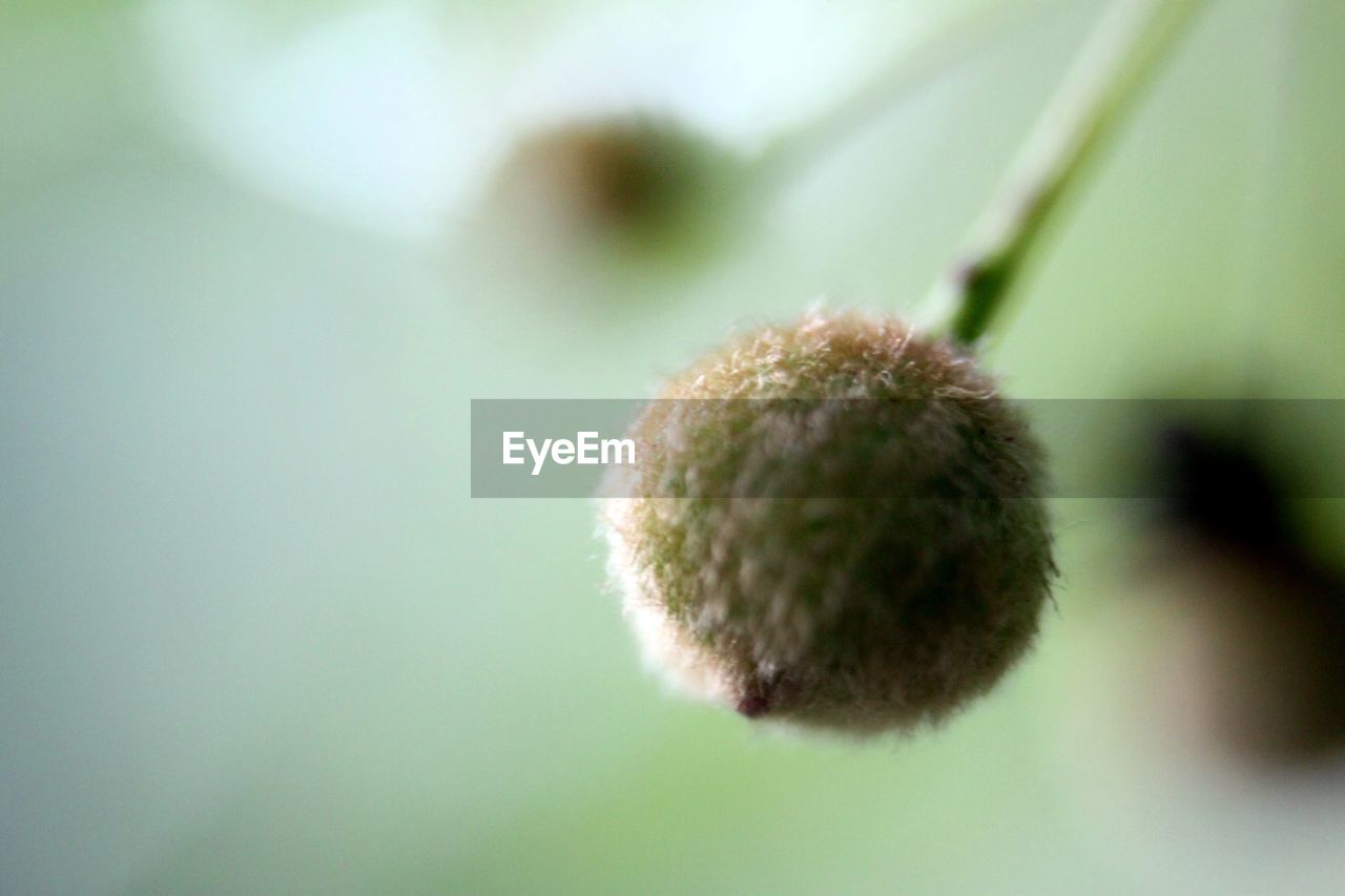 Close-up of flower bud growing outdoors