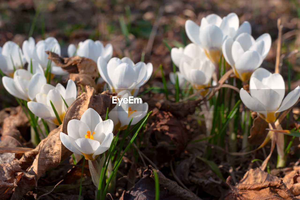 Close-up of white crocus flowers