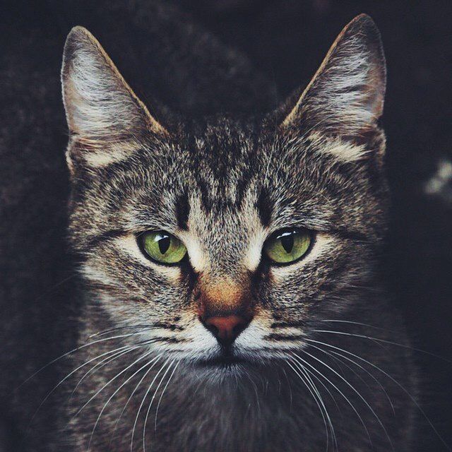 PORTRAIT OF CAT