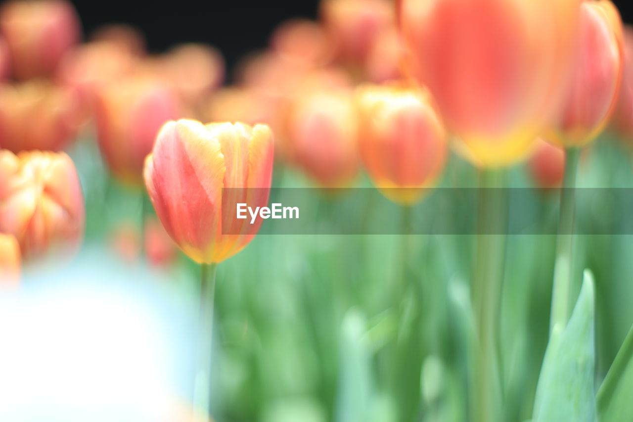 plant, tulip, flower, flowering plant, freshness, beauty in nature, close-up, nature, growth, springtime, no people, selective focus, fragility, petal, multi colored, flower head, green, outdoors, vibrant color, yellow, inflorescence, focus on foreground, plant stem, ornamental garden, summer, red, pink, flowerbed, leaf, sunlight