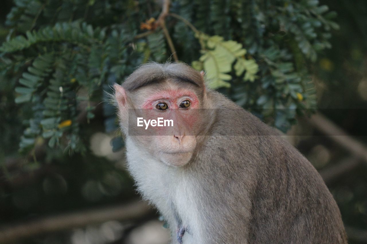 CLOSE-UP PORTRAIT OF MONKEY ON TREE