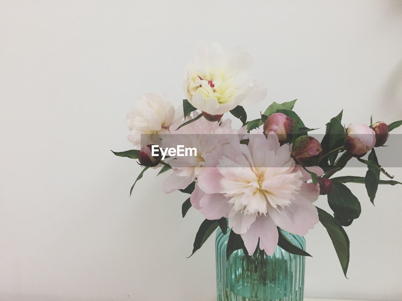 CLOSE-UP OF PINK FLOWERS IN VASE