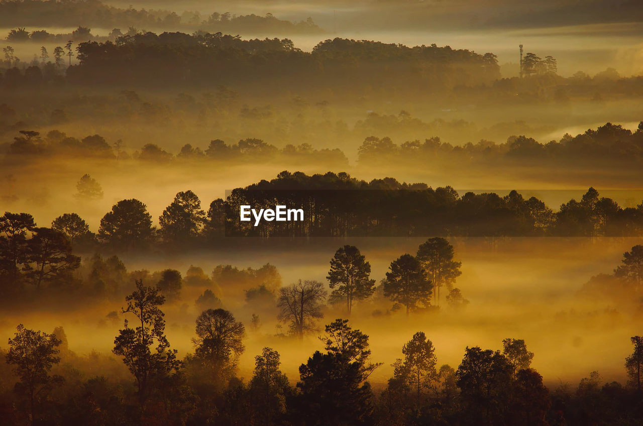 Trees on landscape against sky during sunset