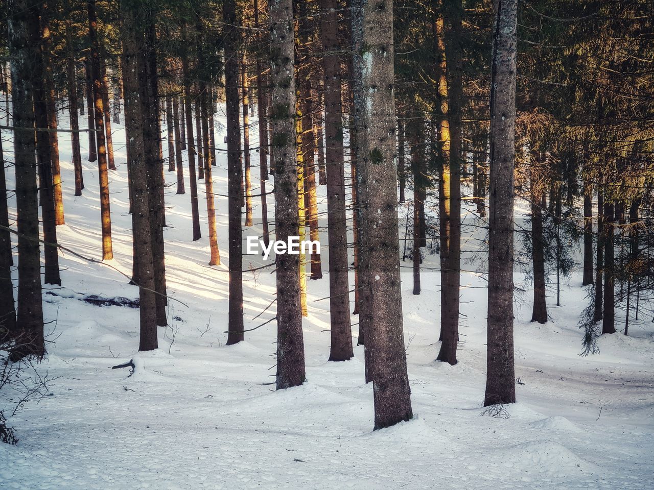 SCENIC VIEW OF FOREST DURING WINTER