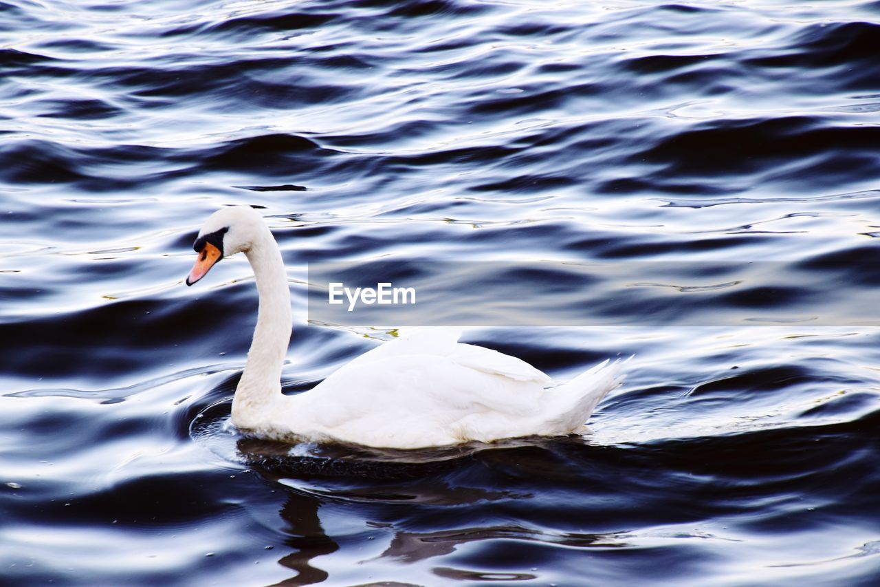 Swan swimming in lake