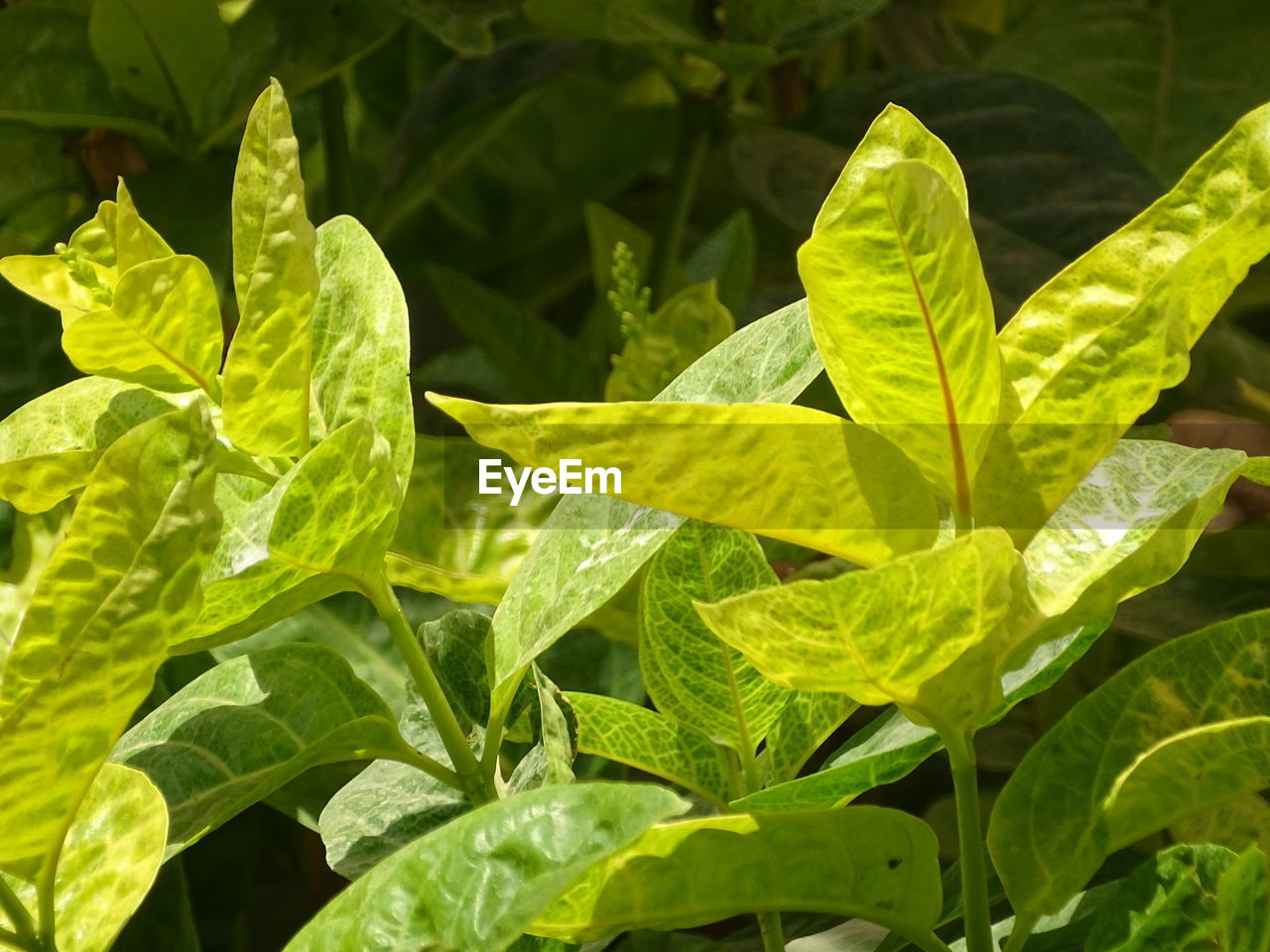 CLOSE-UP OF GREEN LEAVES