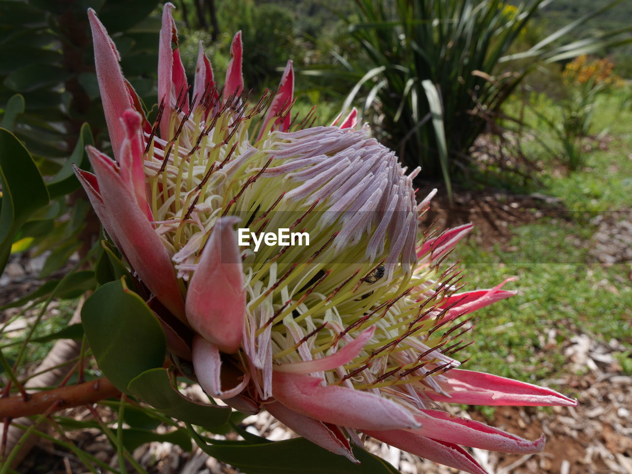 CLOSE-UP OF PINK FLOWER PLANT