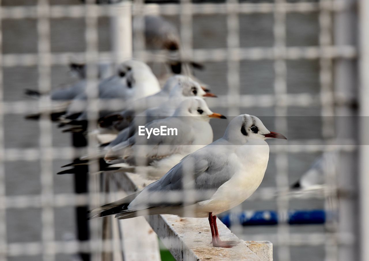 close-up of bird in cage