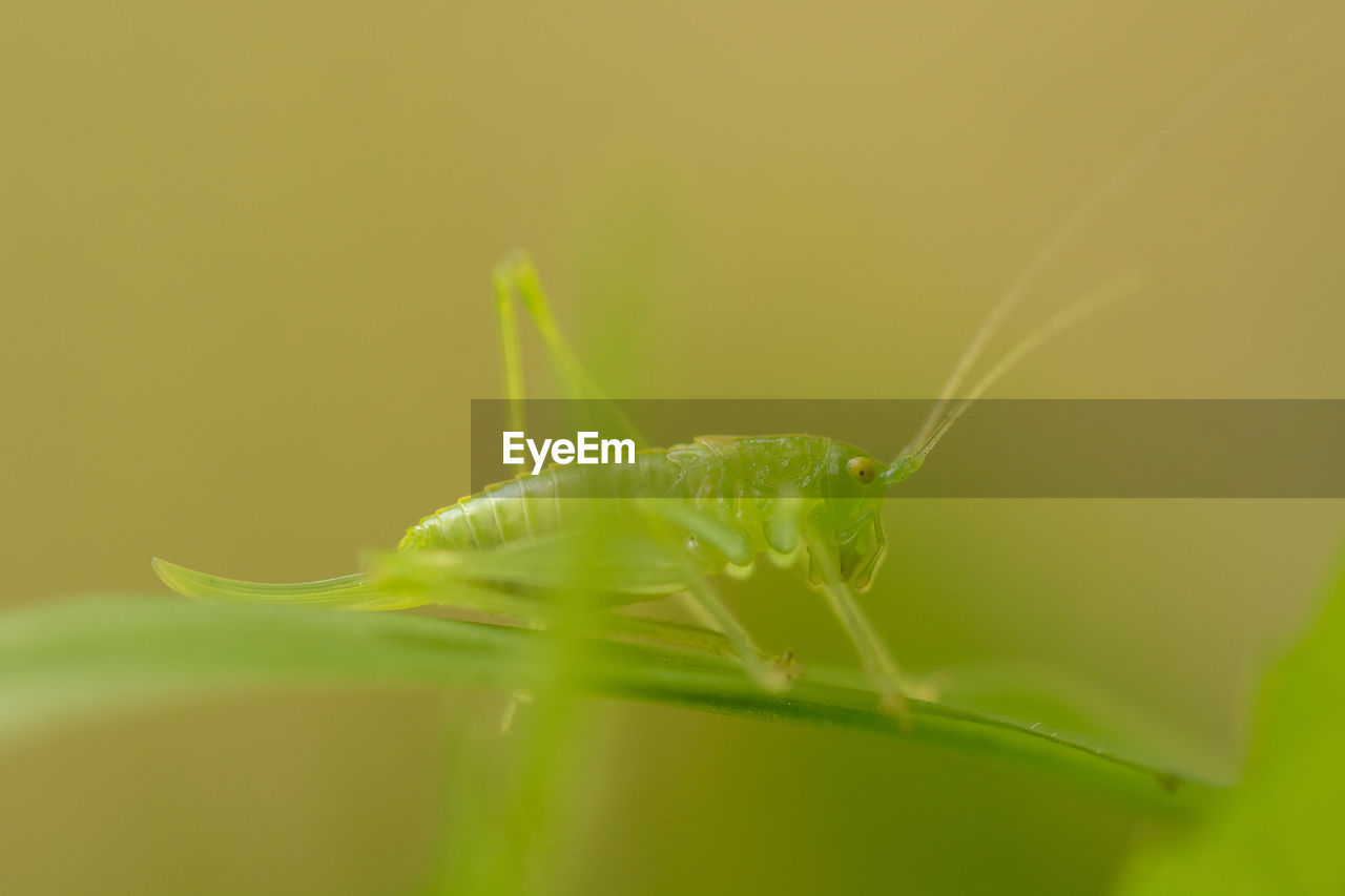 Close-up of insect on leaf