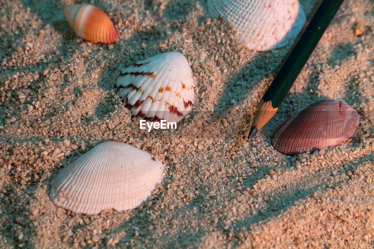 land, sand, shell, nature, no people, high angle view, animal wildlife, beach, animal, day, close-up, outdoors, leaf, seashell, animal themes, animal shell, sea, sunlight, macro photography, beauty in nature