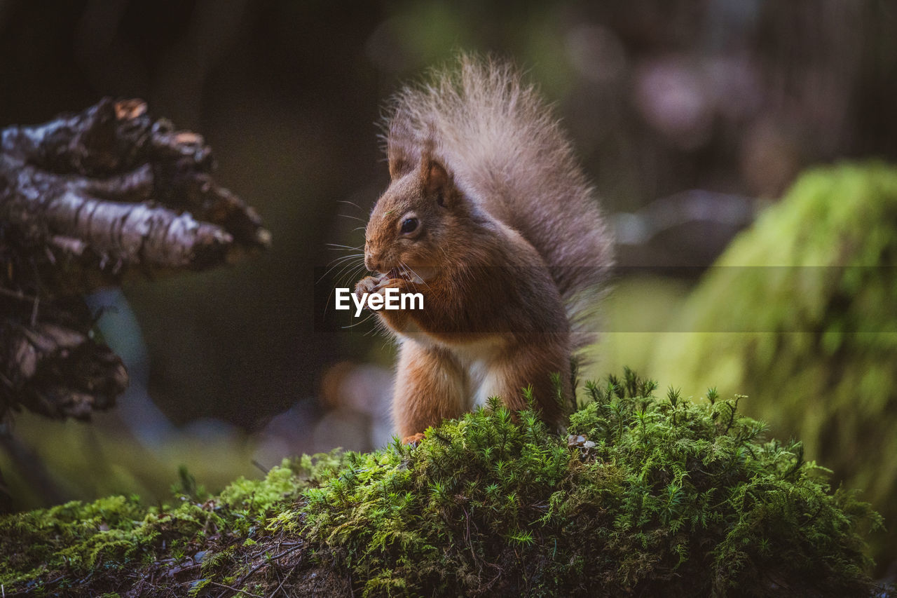 Close-up of squirrel