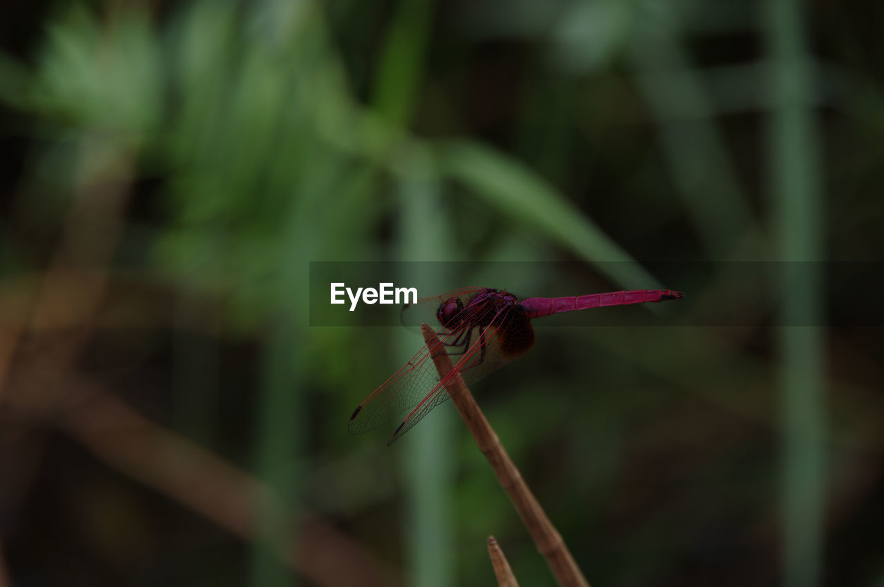 CLOSE-UP OF DRAGONFLY ON RED LEAF