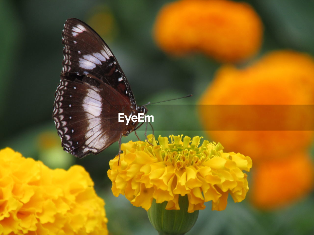 Close-up of butterfly pollinating on yellow flower