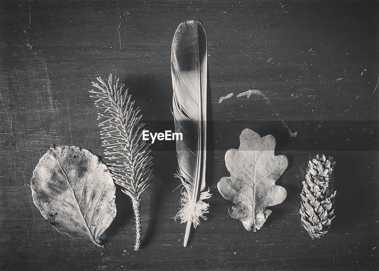 High angle view of leaves and feather on table