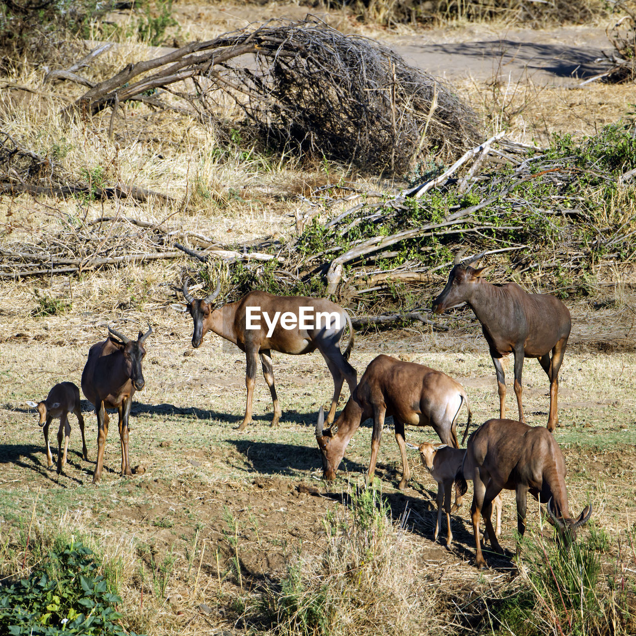 Antelopes grazing on field