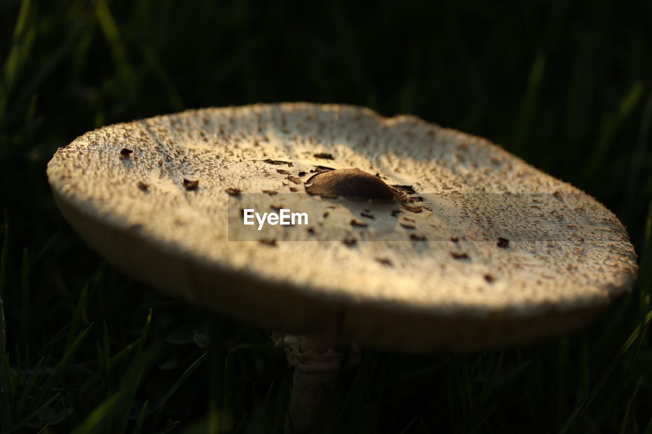 Close-up of mushroom in forest