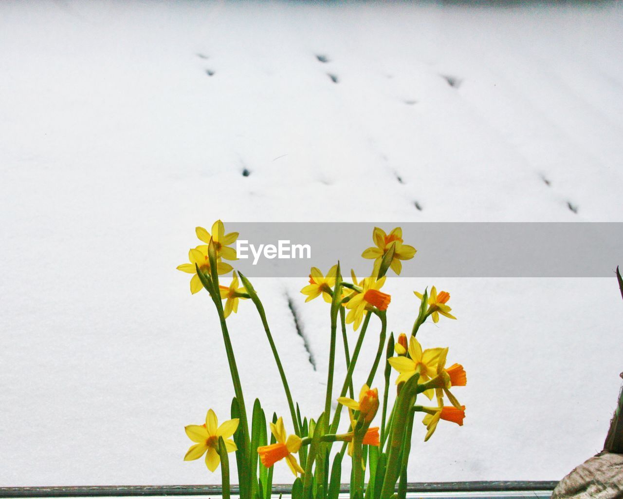 CLOSE-UP OF YELLOW FLOWERING PLANT AGAINST WHITE SNOW