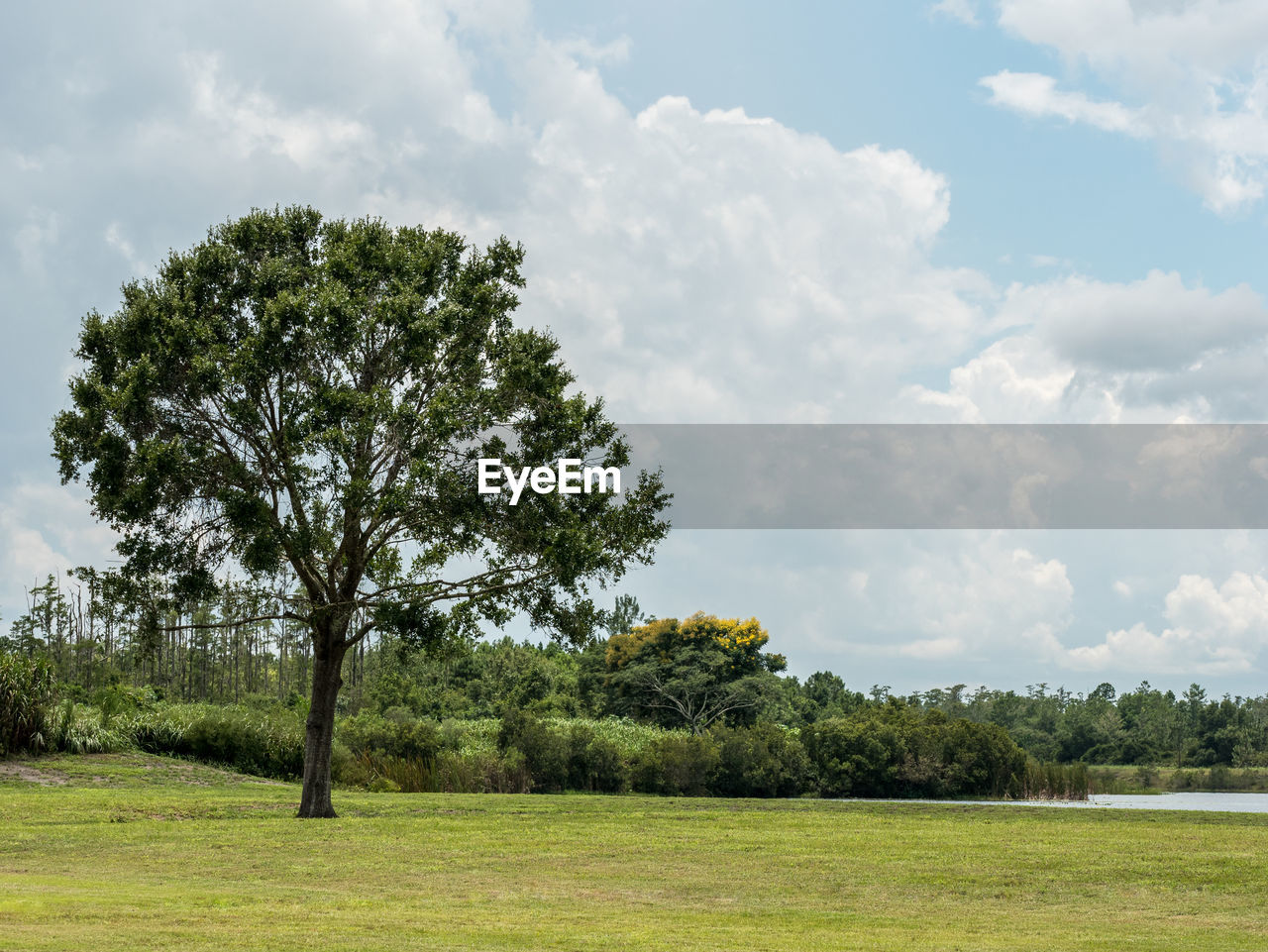 Tree on field against sky