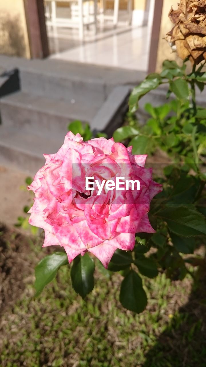 CLOSE-UP OF PINK ROSE BLOOMING OUTDOORS