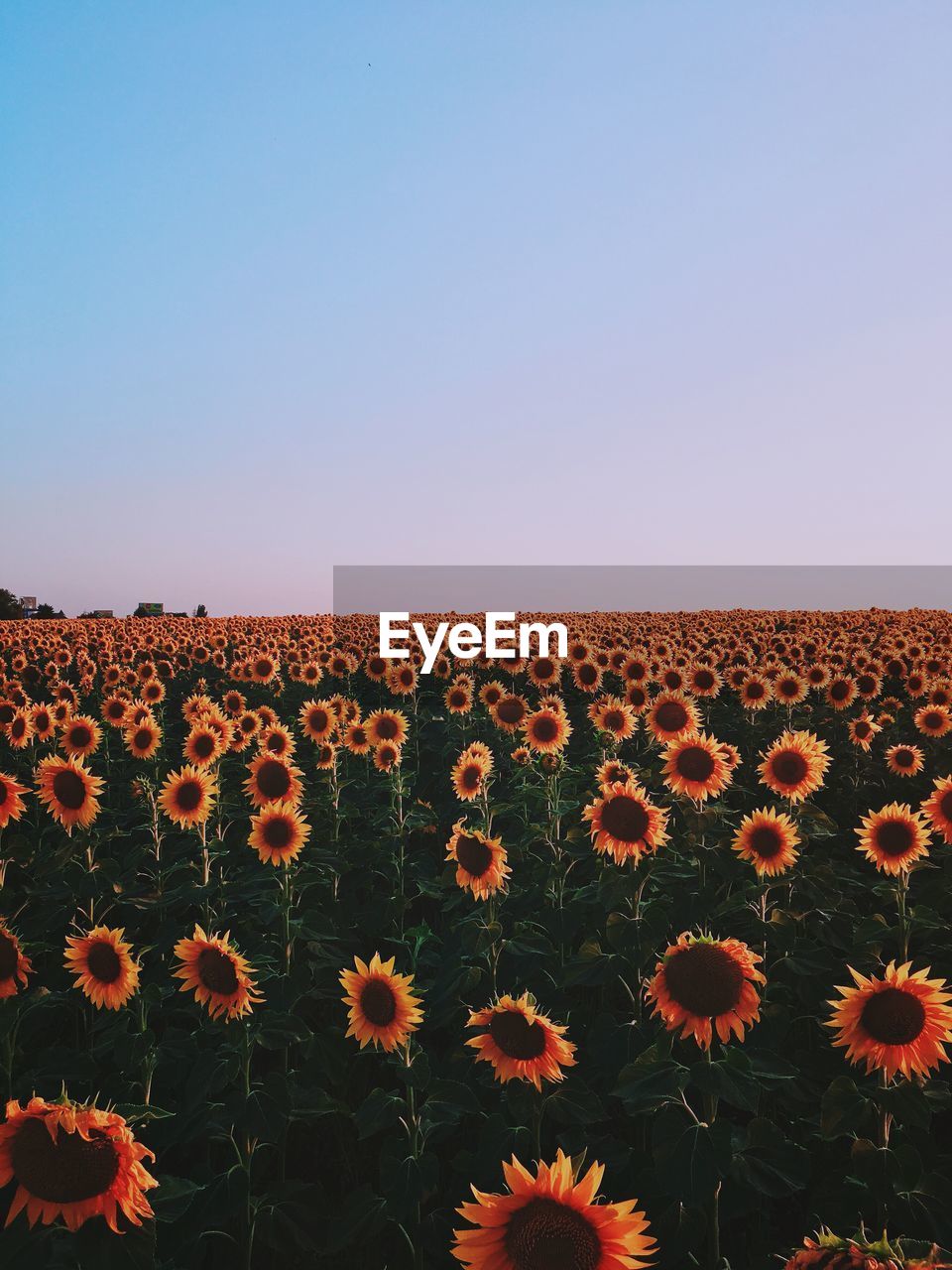 Flowers blooming on field against clear sky