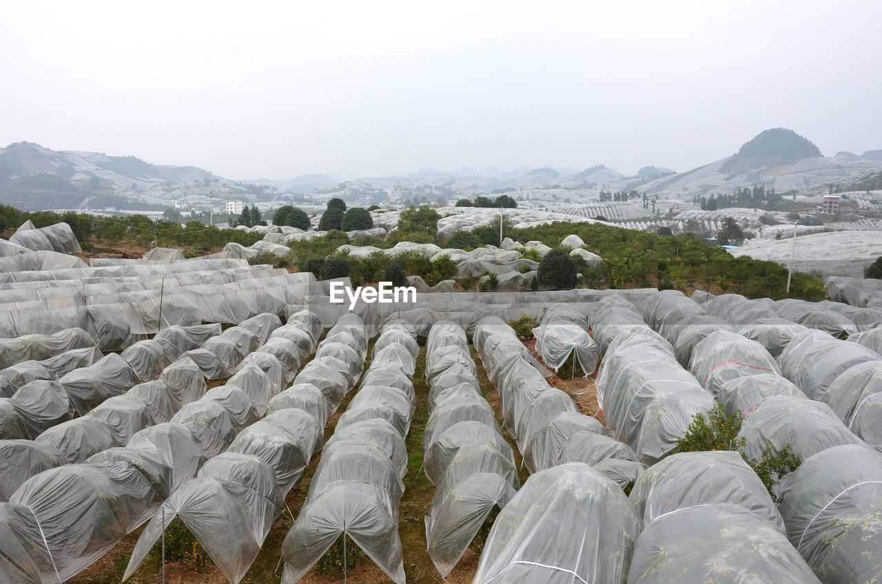 Kumquat trees covered by plastic on the fields of yangshuo, guilin, china