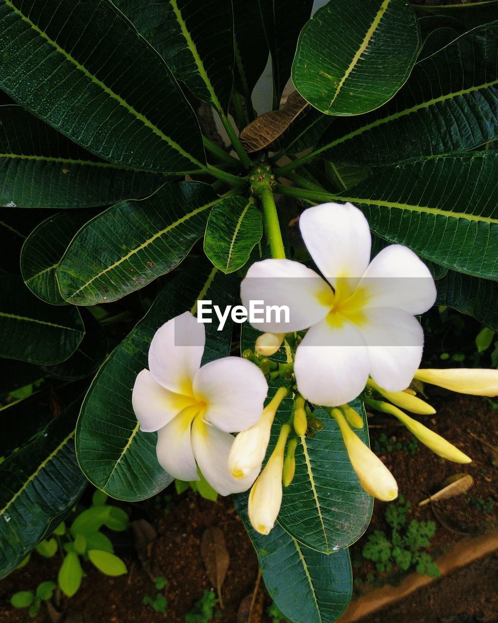 plant, flower, flowering plant, green, freshness, beauty in nature, leaf, nature, plant part, yellow, growth, frangipani, close-up, fragility, blossom, inflorescence, petal, no people, white, flower head, outdoors, shrub, botany, tree, day, high angle view, springtime