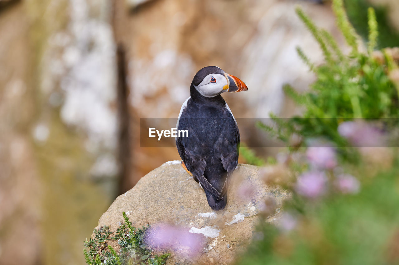 Puffin standing on a rock cliff . fratercula arctica 