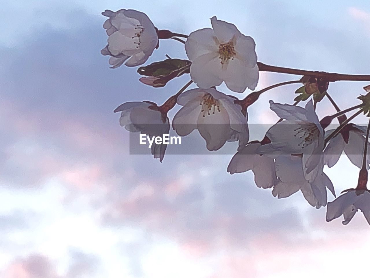 LOW ANGLE VIEW OF FRESH WHITE FLOWERS AGAINST SKY