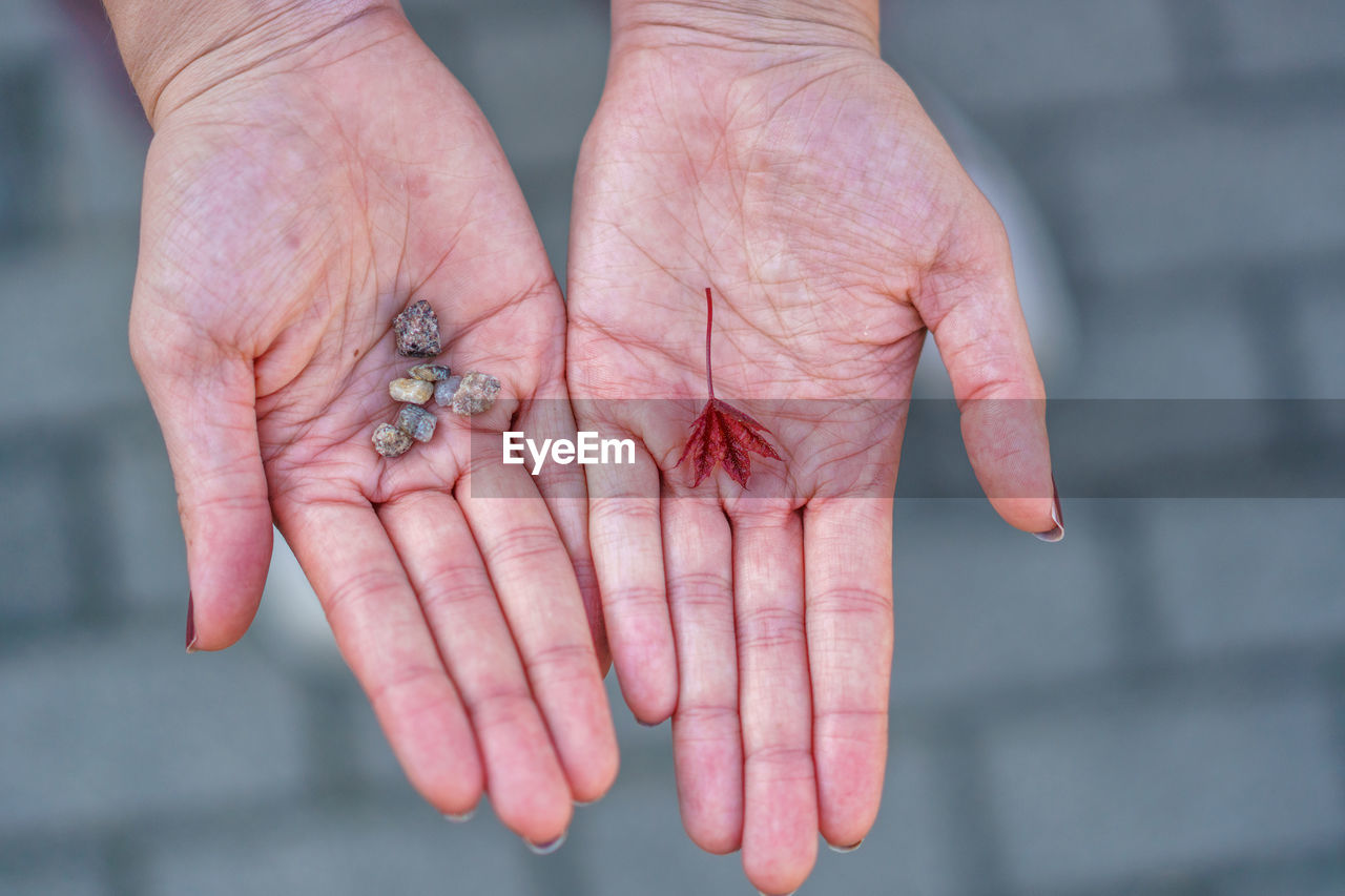 CLOSE-UP OF HUMAN HAND HOLDING LEAF