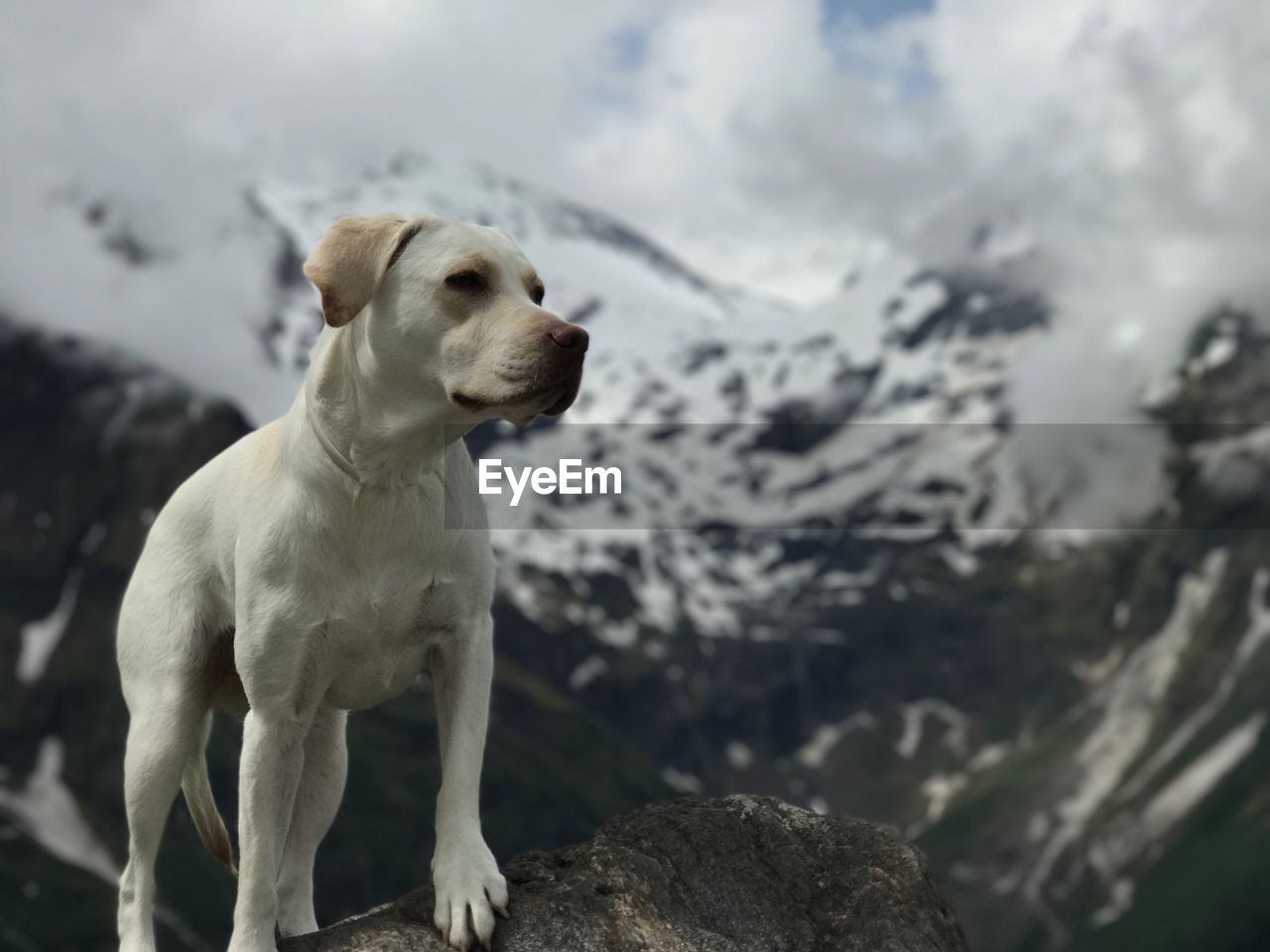 CLOSE-UP OF DOG AGAINST SKY IN WATER