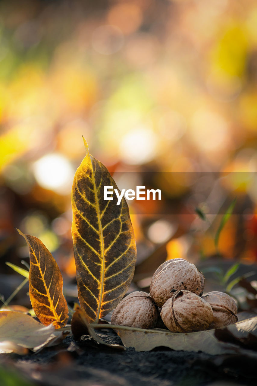 Close-up of autumn leaves