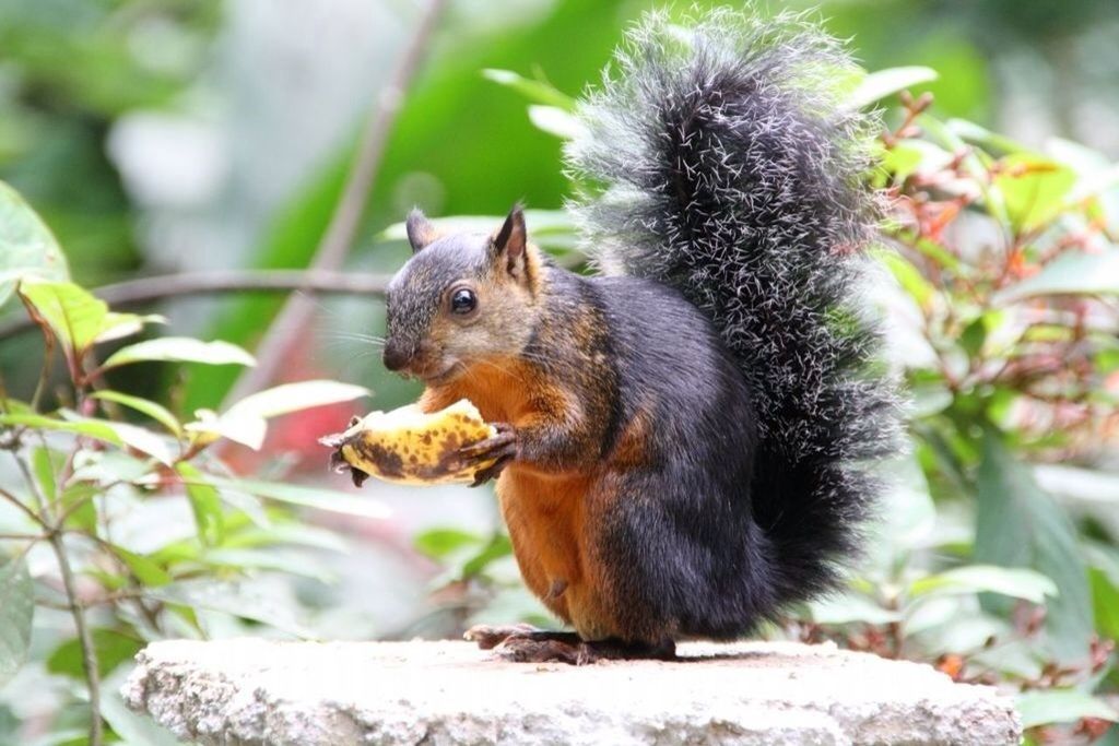 Squirrel eating fruit on rocks in forest