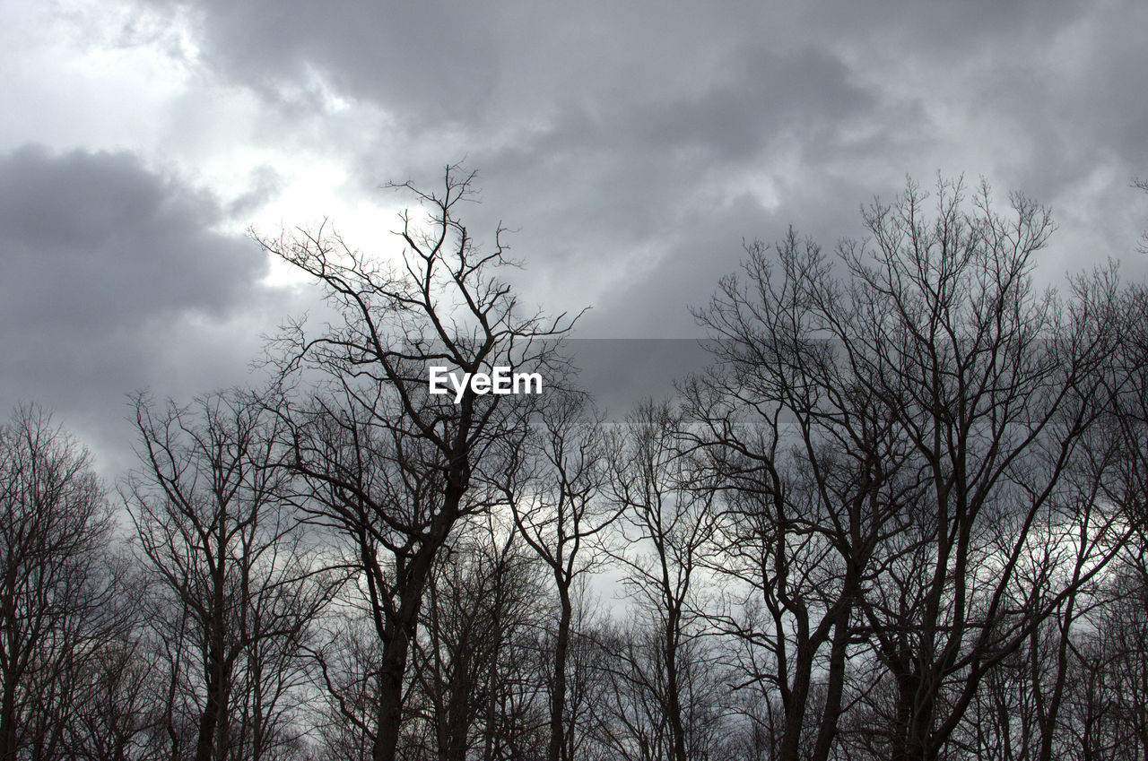 LOW ANGLE VIEW OF TREES AGAINST SKY
