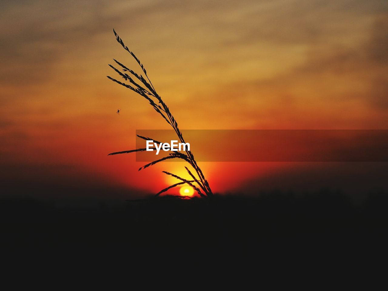 CLOSE-UP OF SILHOUETTE PLANT AGAINST SUNSET SKY