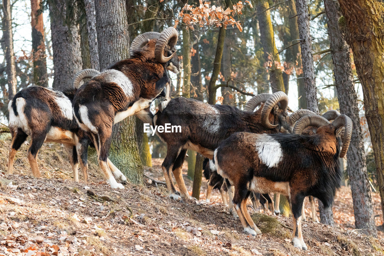 The moufflons in the forest in winter season. ovis orientalis.