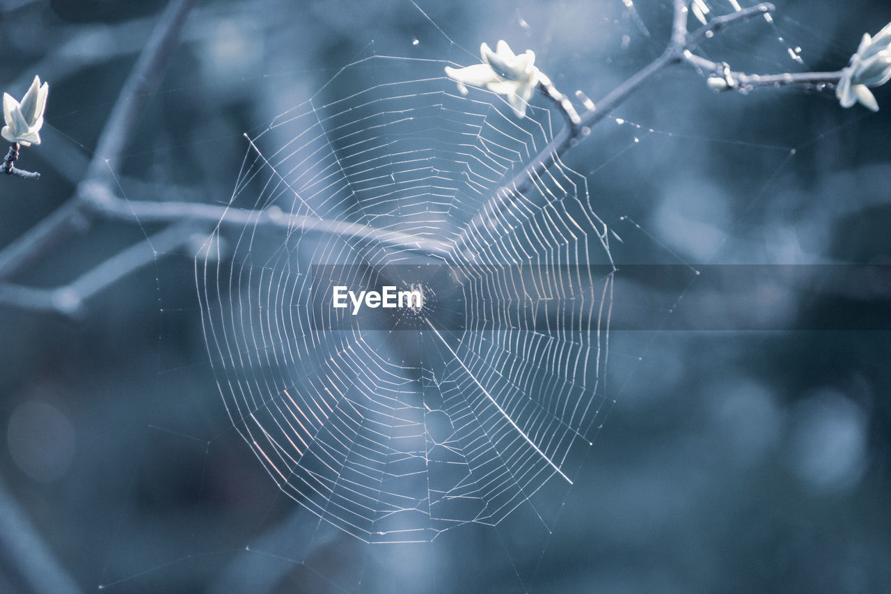 Cobweb and spider isolated on blue blurred background, close-up