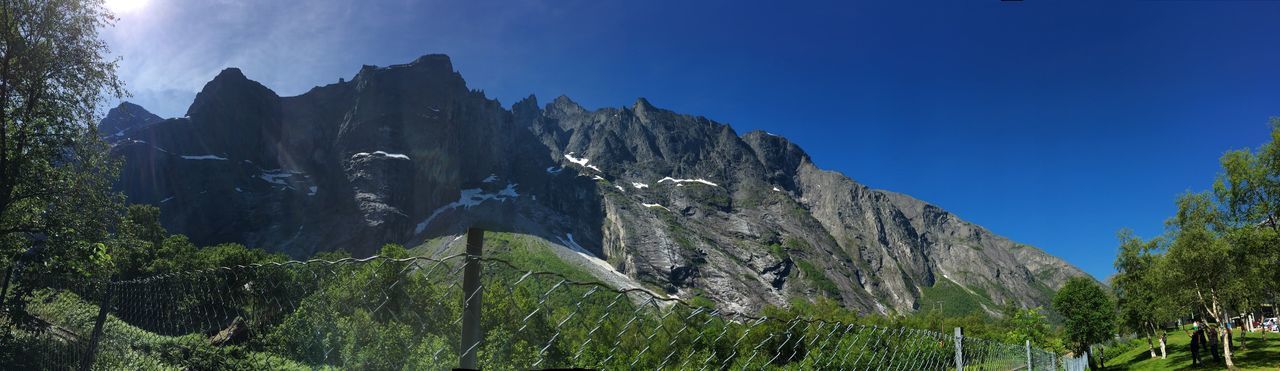 LOW ANGLE VIEW OF TREES ON MOUNTAIN