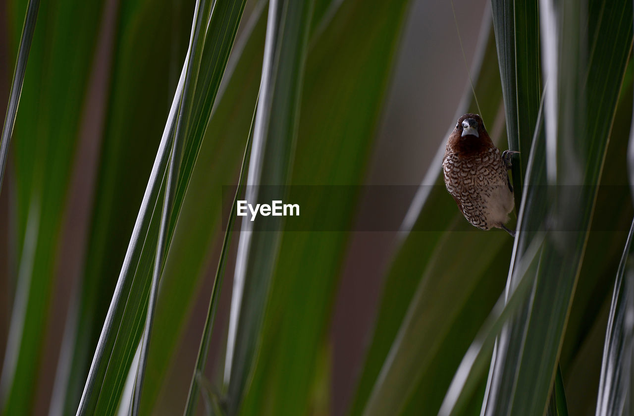 Close-up of a bird on plant